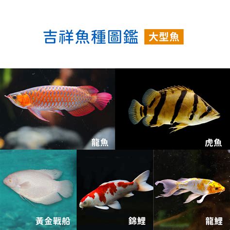 招財小型魚|過年系列 2. 兔年招財魚種圖鑑 過年買魚推薦名單